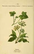 Img dessins Fleurs Prairies Champs Bois dessin