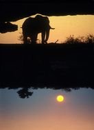 drawing of elephant on lake coast at the sunset