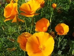 Closeup Picture of the Orange Flowers