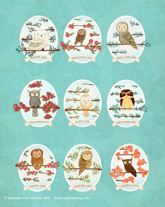 Owl Identification Chart