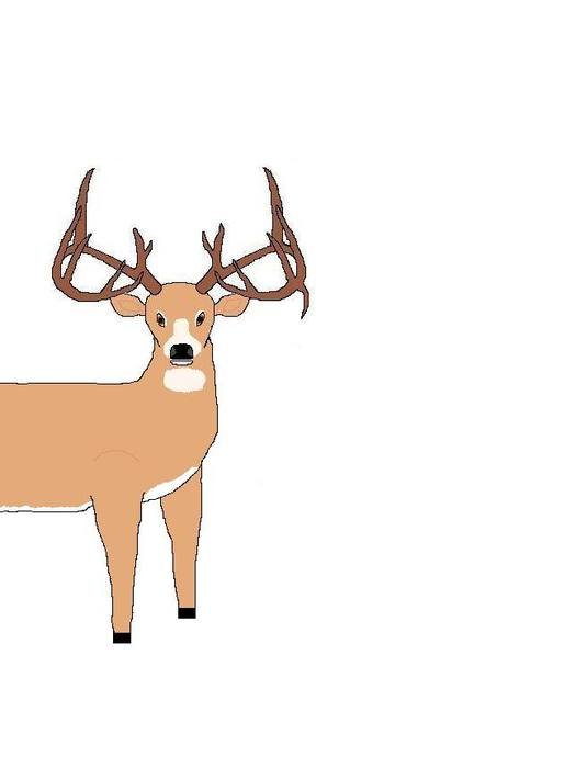 Whitetail Deer Drawings