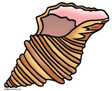 Shell Clip Art N13