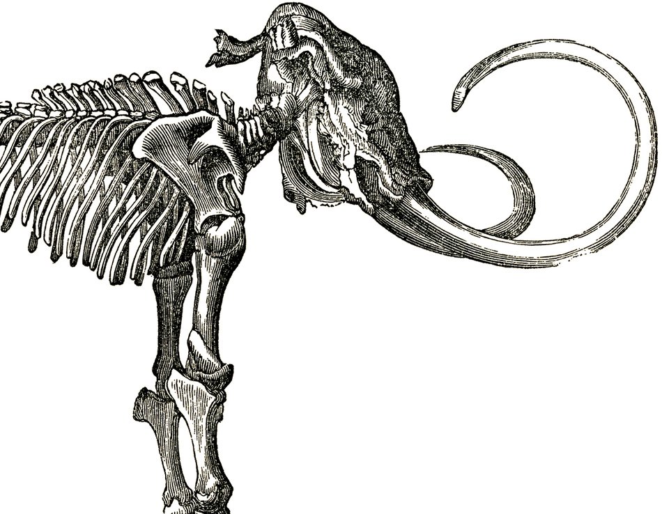 Dinosaur Clip Art N108