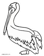 Louisiana State Bird Brown Pelican