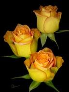 Yellow Roses N2