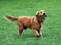 Golden Retriever photo