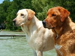 two beautiful labradors after swimming
