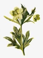 Green Flower as picture for clipart