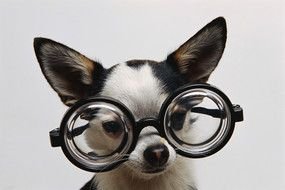 chihuahua puppy in glasses