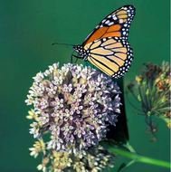 Flower Powered Migratory Species