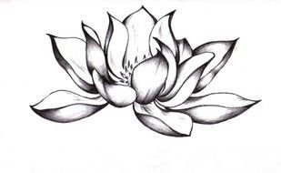 Lotus Zeichnung Bilder drawing