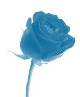 Blue rose plant clipart