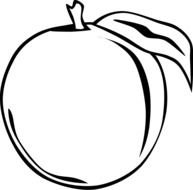 Peach Fruit Outline drawing