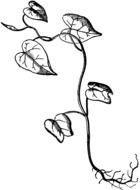 Morning Glory Clip Art N2