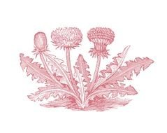 Vintage pink flower drawing