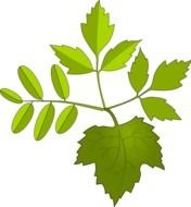 green Leafs Clip Art drawing