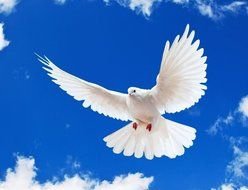 White Dove with wide open wings at blue sky