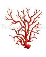 Coral Clip Art N24