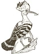 Hoopoe Bird painted on the books page