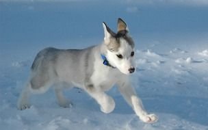 running husky puppy