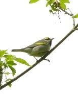 goldfinch on willow branch