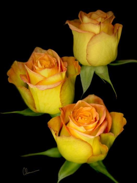 Yellow Roses N2