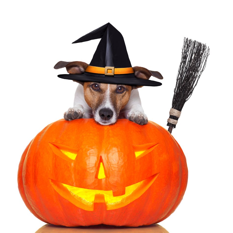 dog near pumpkins for halloween