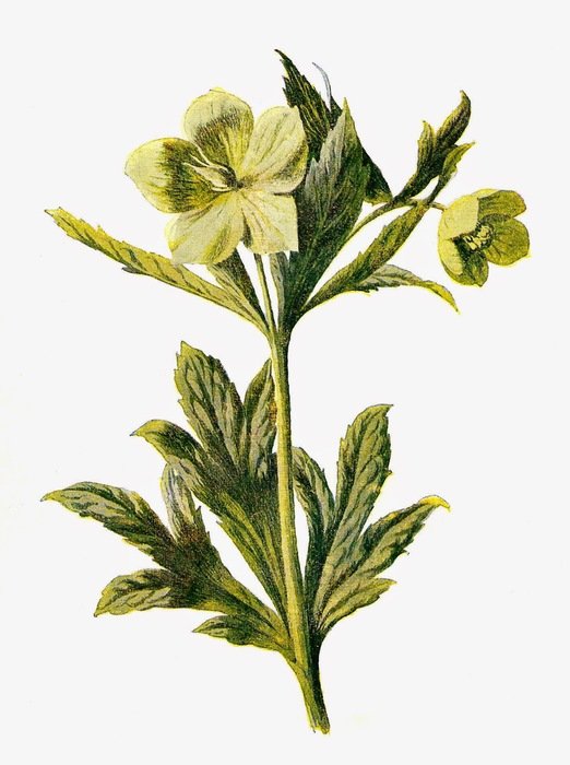 Green Flower as picture for clipart