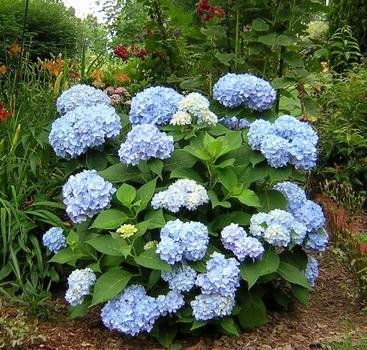 Hydrangea Macrophylla Endless Summer