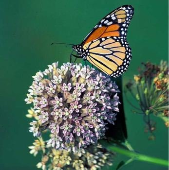 Flower Powered Migratory Species