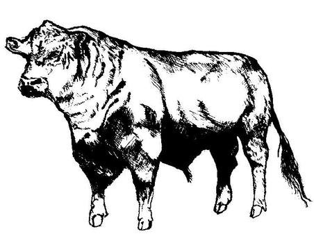 Bull Riding Drawings