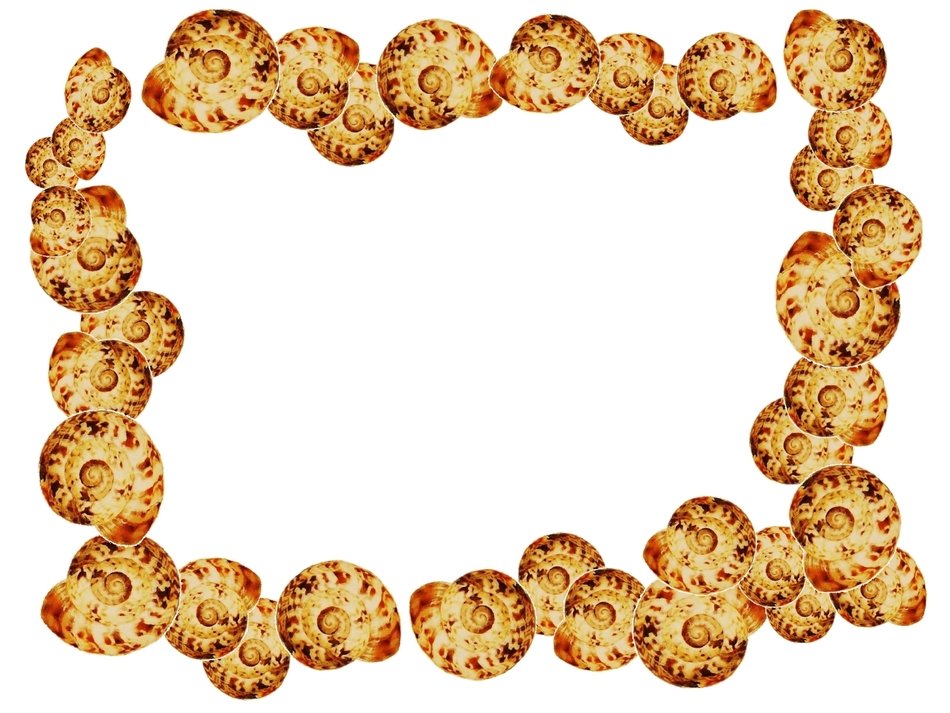 Flower Border Clip Art N89