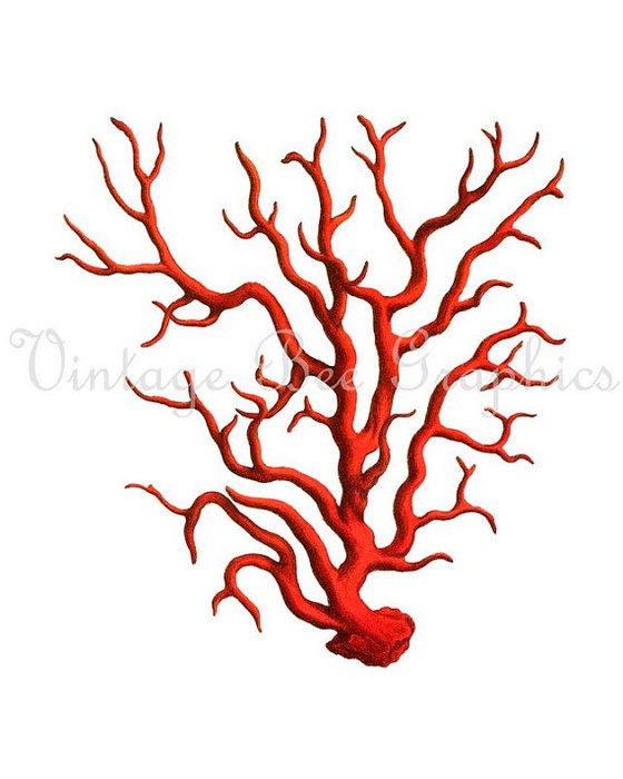 Coral Clip Art N24