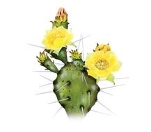 prickly pear cactus N3