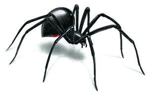 Black Widow Spider 3d