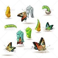 Butterfly Stages
