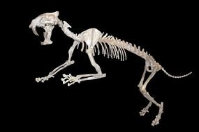 Cat Skeleton on black background