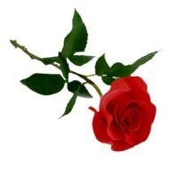 painted red rose lies on a white background