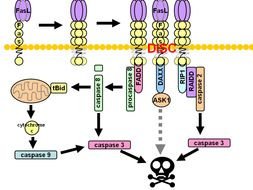 Cell Death Signaling drawing