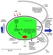 Intracellular Receptors as a graphic illustration