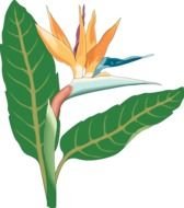 Bird Of Paradise Flower Clip Art N2