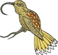 Finch Beak Clip Art