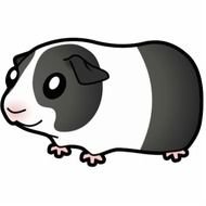 Cartoon Guinea Pig N3