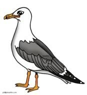 Seagull Clip Art N19