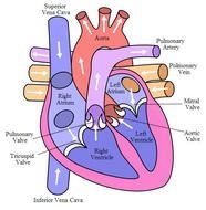 Human Heart Diagram N17
