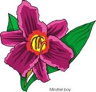 Microsoft Free Clip Art Flowers N17