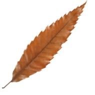 Fall Leaves Clip Art N141