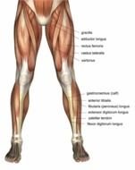 structure of leg muscles