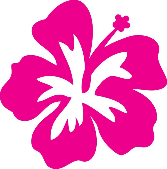 pink hibiscus as a graphic image