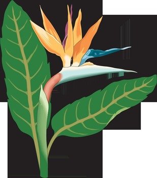 Bird Of Paradise Flower Clip Art N2